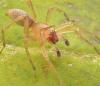 Clubiona sp.